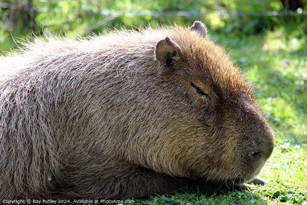 Capybara Picture Board by Ray Putley