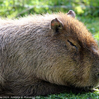Buy canvas prints of Capybara by Ray Putley