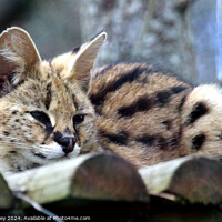 Buy canvas prints of Serval by Ray Putley