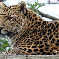 Buy canvas prints of Leopard by Ray Putley