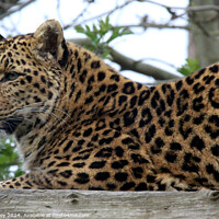 Buy canvas prints of Leopard by Ray Putley
