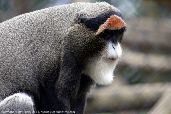 De Brazza's Monkey Picture Board by Ray Putley
