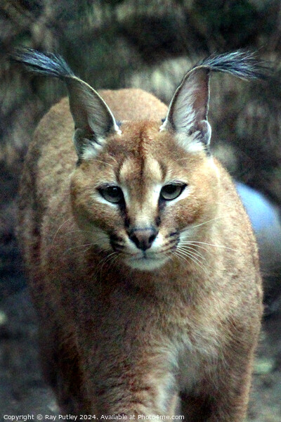 Caracal Picture Board by Ray Putley