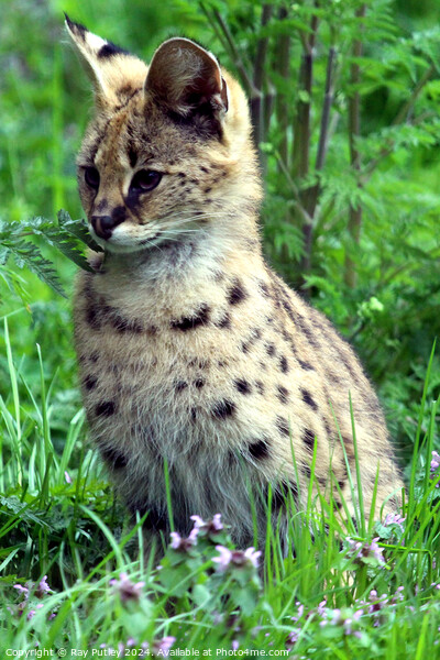 Serval Picture Board by Ray Putley