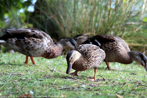 Mallard Ducks Picture Board by Ray Putley