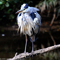 Buy canvas prints of Heron by Ray Putley