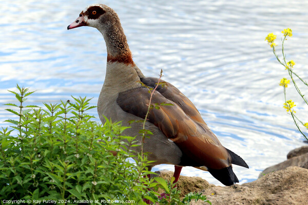 Egyptian Goose Picture Board by Ray Putley