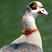 Buy canvas prints of Egyptian Goose by Ray Putley