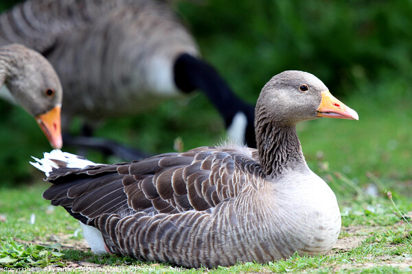 Greylag Geese Picture Board by Ray Putley