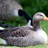 Buy canvas prints of Greylag Geese by Ray Putley