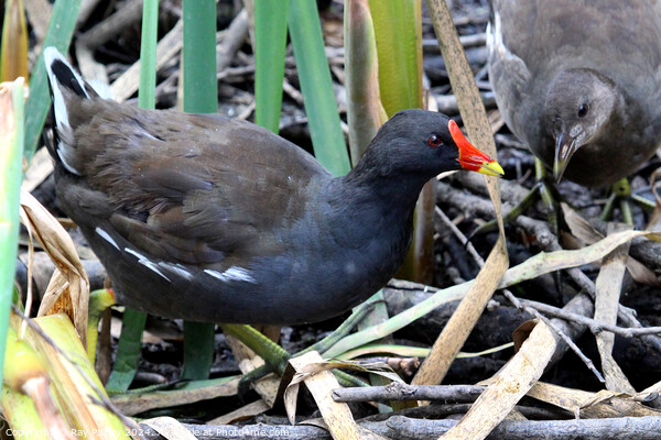 Common Moorhen Picture Board by Ray Putley