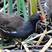 Buy canvas prints of Common Moorhen by Ray Putley