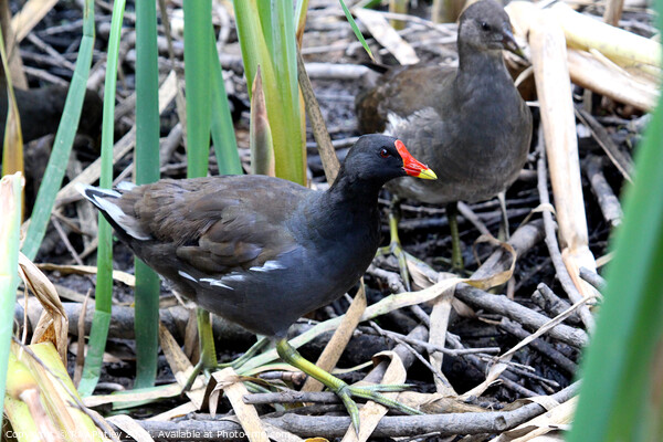 Common moorhen Picture Board by Ray Putley