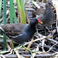 Buy canvas prints of Common moorhen by Ray Putley