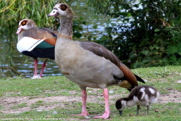 Egyptian Geese Picture Board by Ray Putley