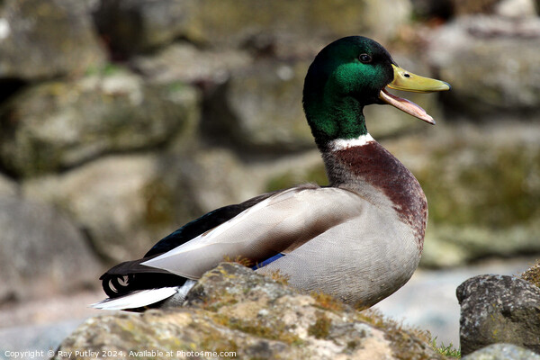 Mallard Duck. Picture Board by Ray Putley