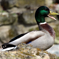 Buy canvas prints of Mallard Duck. by Ray Putley