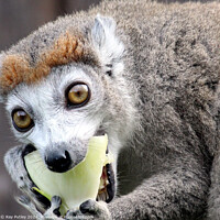 Buy canvas prints of Crowned Lemur by Ray Putley