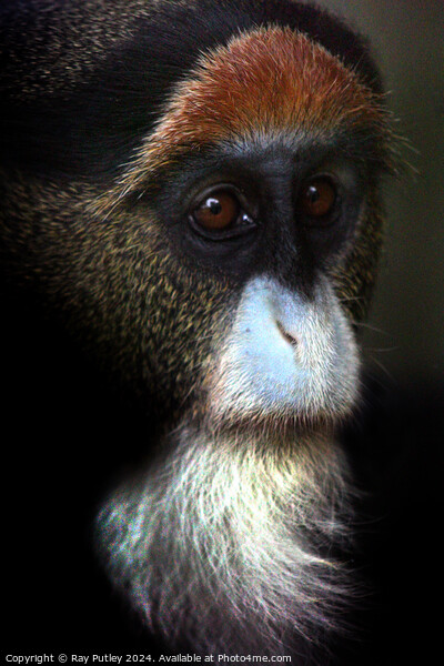 De Brazza's Monkey Picture Board by Ray Putley