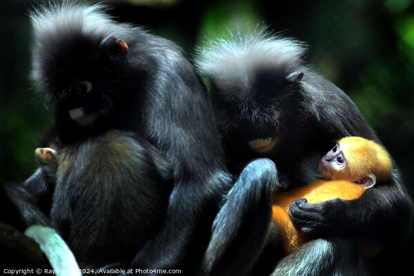 Dusky Langur Picture Board by Ray Putley