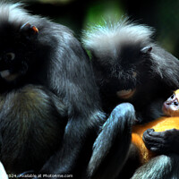 Buy canvas prints of Dusky Langur by Ray Putley