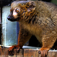 Buy canvas prints of Red Bellied Lemur by Ray Putley