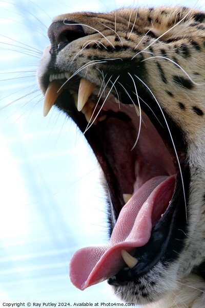 Leopards yawn Picture Board by Ray Putley