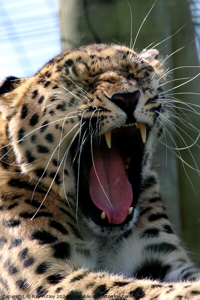 Leopards Yawn Picture Board by Ray Putley