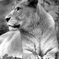 Buy canvas prints of A close up of a lion by Ray Putley