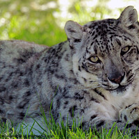 Buy canvas prints of Snow Leopard by Ray Putley