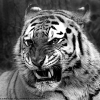 Buy canvas prints of Tiger by Ray Putley