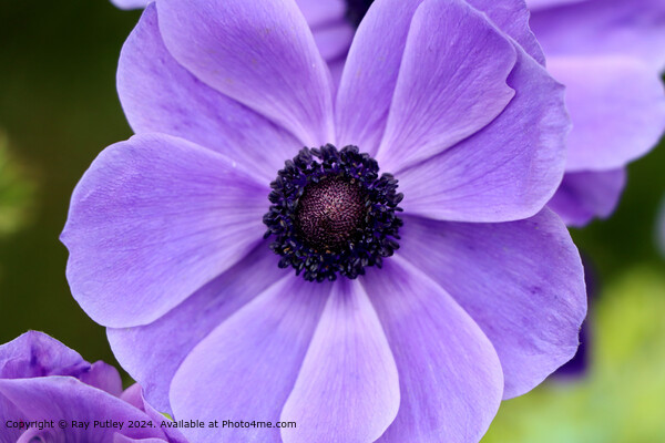 Purple Flower Picture Board by Ray Putley
