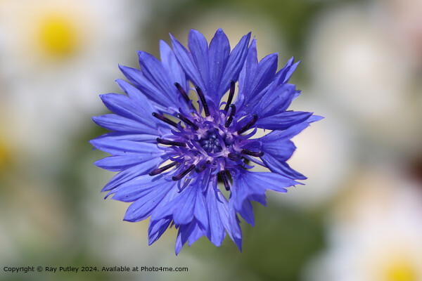 Purple Cornflower Daisy Blur Picture Board by Ray Putley