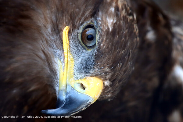 Golden Eagle close up portrait Picture Board by Ray Putley