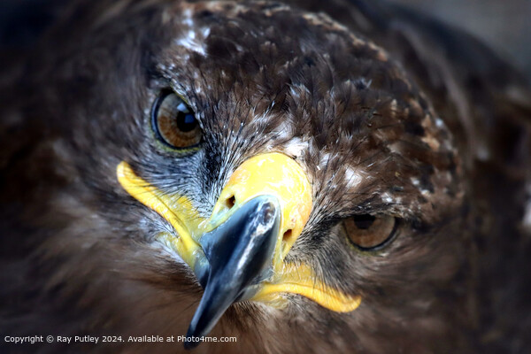 Golden Eagle Close-Up Portrait Picture Board by Ray Putley
