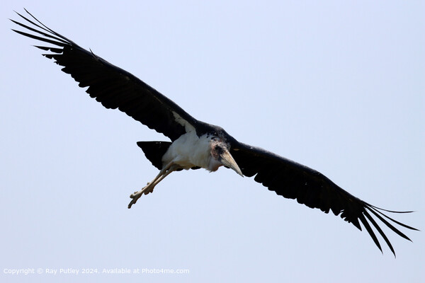 Maribu Stork in Flight Picture Board by Ray Putley