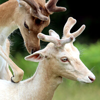 Sika Deer