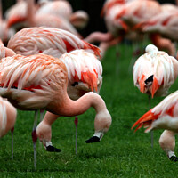Pink Flamingos Gathering