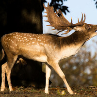 A majestic stag readies itself for the rutting season.