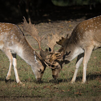 Rutting Stags