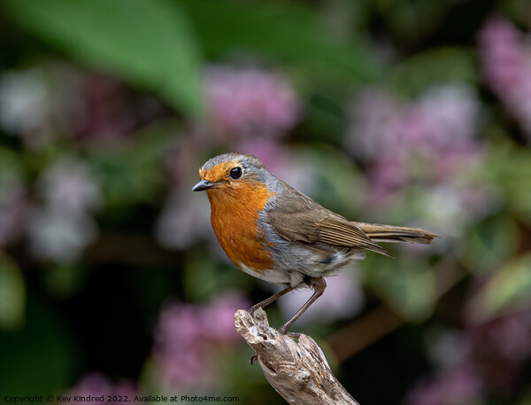Robin on branch with blurred pink flowers behind Picture Board by TheOther Kev