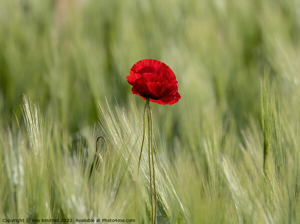 Poppy in green wheat field Picture Board by TheOther Kev