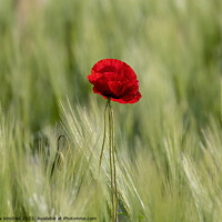Buy canvas prints of Poppy in green wheat field by TheOther Kev