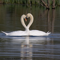 Buy canvas prints of Love heart swans by TheOther Kev