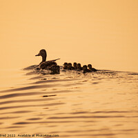 Buy canvas prints of Mummy duck with ducking's at sunrise by TheOther Kev