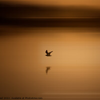 Buy canvas prints of Black headed gull at sunrise by TheOther Kev