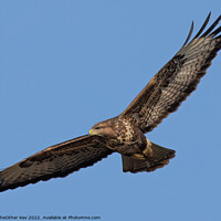 Buy canvas prints of Buzzard in flight by TheOther Kev
