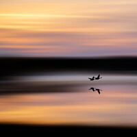 Buy canvas prints of Geese in flight at sunrise by TheOther Kev