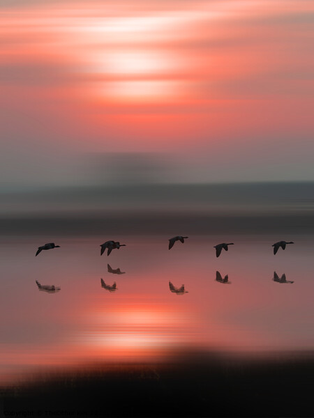 Birds in flight at sunrise Picture Board by TheOther Kev