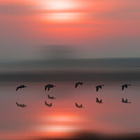 Buy canvas prints of Birds in flight at sunrise by TheOther Kev